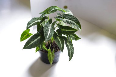 Keladi wedlandi, beyaz arka planda Caladium bitkisi. Kaladyum yapraklarının yakın görüntüsü. ev dekorasyonu için çiçek.