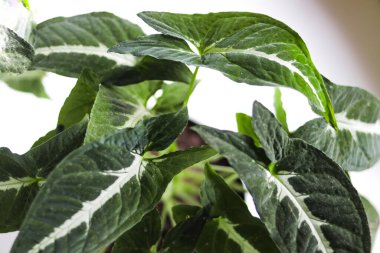 Keladi wedlandi, beyaz arka planda Caladium bitkisi. Kaladyum yapraklarının yakın görüntüsü. ev dekorasyonu için çiçek.