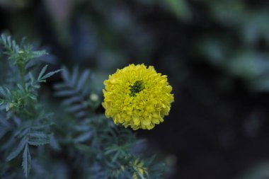 Bahçede yeşil yapraklar açan güzel sarı kadife çiçekleri (Tagetes erecta, Meksika kadife çiçeği, Aztek kadife çiçeği, Afrika kadife çiçeği). Sarı çiçek desenli resimler.
