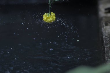 Su üzerinde dönen su sarı kadife çiçeğinden (Tagetes erecta, Meksika kadife çiçeği, Aztek kadife çiçeği, Afrika kadife çiçeği) fışkırır. Saflık, Kozmetik & Güzellik ve Doğa Konsepti.