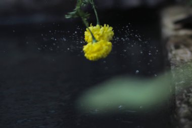 Su üzerinde dönen su sarı kadife çiçeğinden (Tagetes erecta, Meksika kadife çiçeği, Aztek kadife çiçeği, Afrika kadife çiçeği) fışkırır. Saflık, Kozmetik & Güzellik ve Doğa Konsepti.