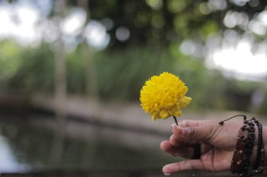 Su sıçraması ve bulanık arkaplanı olan güzel sarı kadife çiçeği. Kadife çiçeği, ayrıca Tagetes erekta, Meksika kadife çiçeği, Aztek kadife çiçeği, Afrika kadife çiçeği de denir..