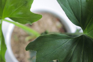 Bahçıvanlık: Beyaz arka planda filodendron selloum. Yaprakların yakın görüntüsü. ev dekorasyonu için çiçek.