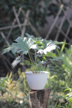 Bahçedeki beyaz tencerede güzel bir tropik ev bitkisi (filodendron selloum). Tropikal Ev Bitkisi resimleri