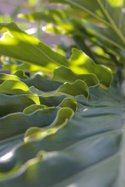 Philodendron selloum yapraklarının yakın görüntüsü. ev dekorasyonu için çiçek.