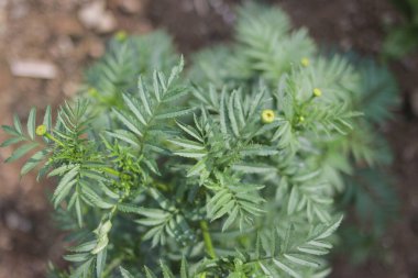 Kozmos ağacını kapatın soyut arkaplanı temizleyin. Kozmos bitkileri (Cosmos bipinnatus) Endonezya 'da Randa Midang, Kenikir veya ulam raja olarak da bilinir..