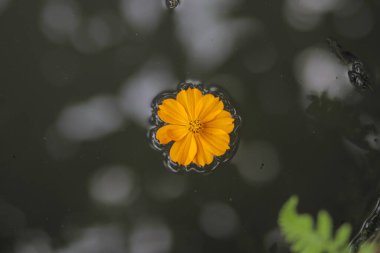 Suyun üzerinde yüzen turuncu kozmos çiçeği. Kozmos bitkileri (Cosmos bipinnatus) Endonezya 'da Randa Midang, Kenikir veya ulam raja olarak da bilinir..