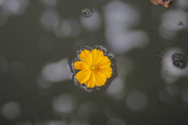 Suyun üzerinde yüzen turuncu kozmos çiçeği. Kozmos bitkileri (Cosmos bipinnatus) Endonezya 'da Randa Midang, Kenikir veya ulam raja olarak da bilinir..