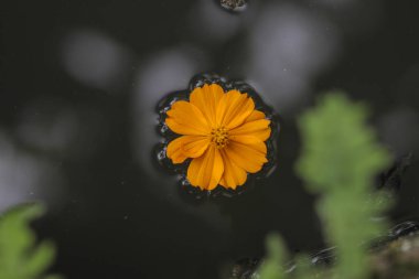 Suyun üzerinde yüzen turuncu kozmos çiçeği. Kozmos bitkileri (Cosmos bipinnatus) Endonezya 'da Randa Midang, Kenikir veya ulam raja olarak da bilinir..