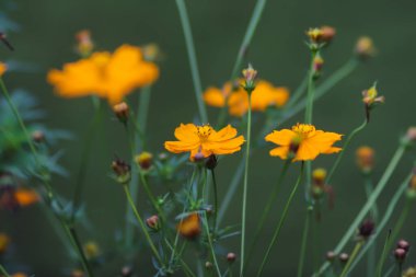 Tarlada açan güzel turuncu kozmos çiçeği ve bulanık arka plan. Kozmos bitkileri (Cosmos bipinnatus) Endonezya 'da Randa Midang, Kenikir veya ulam raja olarak da bilinir..