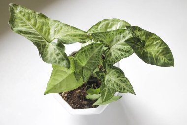 Beyaz zemin üzerinde Yeşil Caladium bicolor (Sengonyum podophyllum, ok başı bitkisi, ok başı sarmaşığı, ok başı filodendronu, kaz ayağı, neftit) görüntüsünü kapat