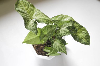 Beyaz zemin üzerinde Yeşil Caladium bicolor (Sengonyum podophyllum, ok başı bitkisi, ok başı sarmaşığı, ok başı filodendronu, kaz ayağı, neftit) görüntüsünü kapat