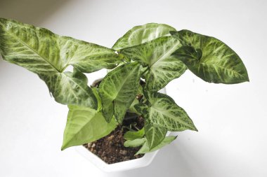 Beyaz zemin üzerinde Yeşil Caladium bicolor (Sengonyum podophyllum, ok başı bitkisi, ok başı sarmaşığı, ok başı filodendronu, kaz ayağı, neftit) görüntüsünü kapat