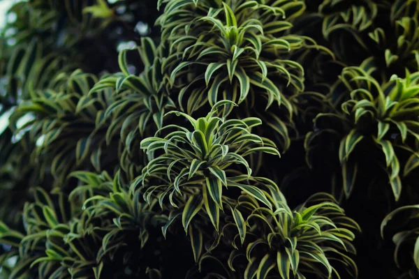 Bella Pianta Ornamentale Foglie Sfondo Dracaena Reflexa Comunemente Chiamato Canzone — Foto Stock