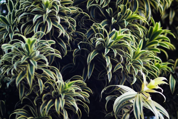 Güzel süs bitkisi arka planda kalır. Dracaena reflexa (Hindistan 'ın şarkısı veya Jamaika' nın şarkısı), Hint Okyanusu 'nun Mozambik, Madagaskar, Mauritius ve yakınlarındaki diğer adalara özgü bir ağaçtır..