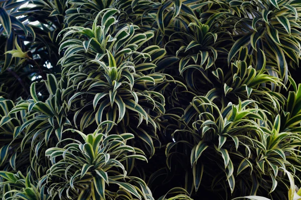 Schöne Zierpflanze Blätter Hintergrund Dracaena Reflexa Häufig Als Lied Von — Stockfoto