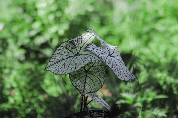 Όμορφο Καλάντιο Φυτό Εσωτερικού Χώρου Μεγάλα Λευκά Φύλλα Και Πράσινες — Φωτογραφία Αρχείου