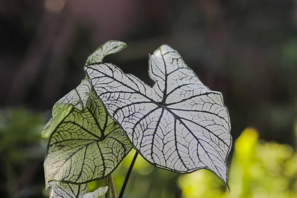 정원에 커다란 잎사귀와 녹색의 주택지를 가까이 수있다 Caladium Candidum White — 스톡 사진