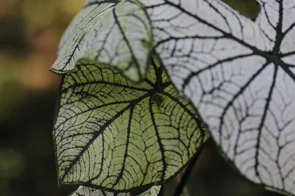 Nahaufnahme Der Zimmerpflanze Caladium Mit Großen Weißen Blättern Und Grünen — Stockfoto