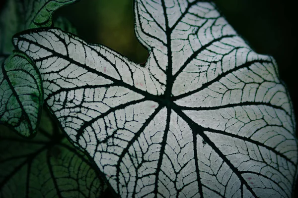 Nahaufnahme Der Zimmerpflanze Caladium Mit Großen Weißen Blättern Und Grünen — Stockfoto