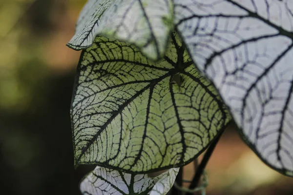 정원에 커다란 잎사귀와 녹색의 주택지를 가까이 수있다 Caladium Candidum White — 스톡 사진