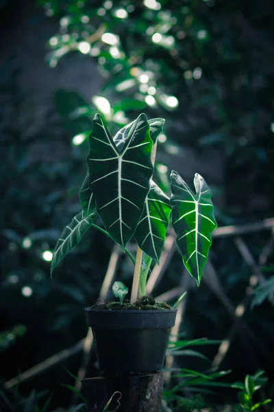 Alocasia Micholitziana Frydek Também Chamado Alocasia Green Velvet Com Folhas — Fotografia de Stock