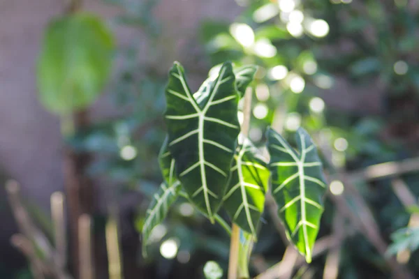 Alocasia Micholitziana Frydek Называлась Alocasia Green Velvet Зелёными Листьями Белыми — стоковое фото