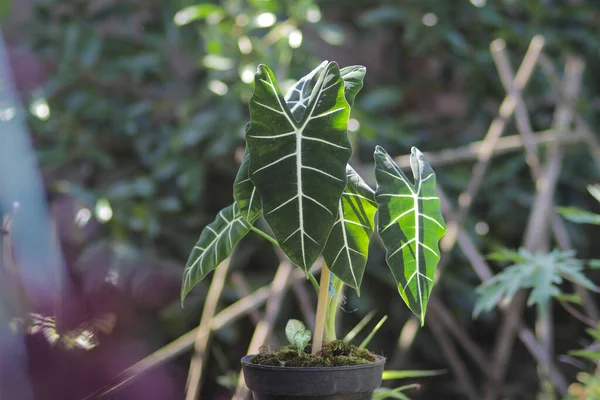 Alocasia micholitziana Frydek yeşil yapraklı ve beyaz damarlı Alocasia Green Velvet olarak da bilinir. Alocasia Bitki Stoku Fotoğrafı.