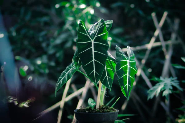 Alocasia micholitziana Frydek yeşil yapraklı ve beyaz damarlı Alocasia Green Velvet olarak da bilinir. Alocasia Bitki Stoku Fotoğrafı.