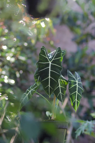 Alocasia Micholitziana Frydek Also Called Alocasia Green Velvet Green Leaves — Stock Photo, Image