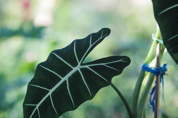 Alocasia Micholitziana Frydek Wird Auch Als Alocasia Green Velvet Mit — Stockfoto