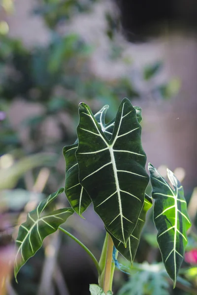 Alocasia Micholitziana Frydek Ονομάζεται Επίσης Alocasia Green Velvet Πράσινα Φύλλα — Φωτογραφία Αρχείου