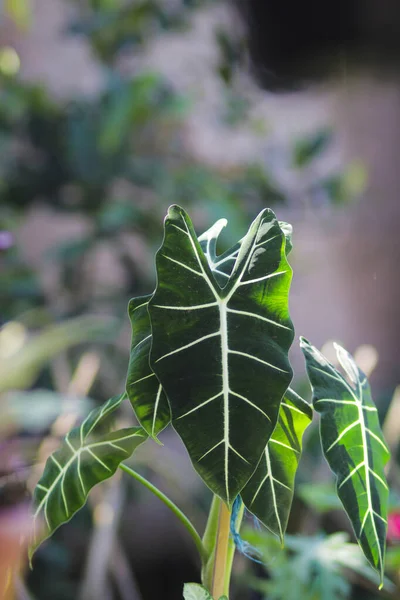 Alocasia micholitziana Frydek yeşil yapraklı ve beyaz damarlı Alocasia Green Velvet olarak da bilinir. Alocasia Bitki Stoku Fotoğrafı.