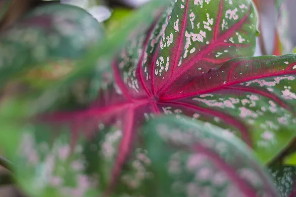 Vista Perto Green Caladium Estrela Vermelha Coração Jesus Tricolor Caládio — Fotografia de Stock