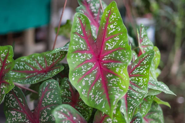 Yeşil Caladium Kırmızı Yıldızının Nın Kalbinin Yakın Görüntüsünü Bahçesinde Beyaz — Stok fotoğraf