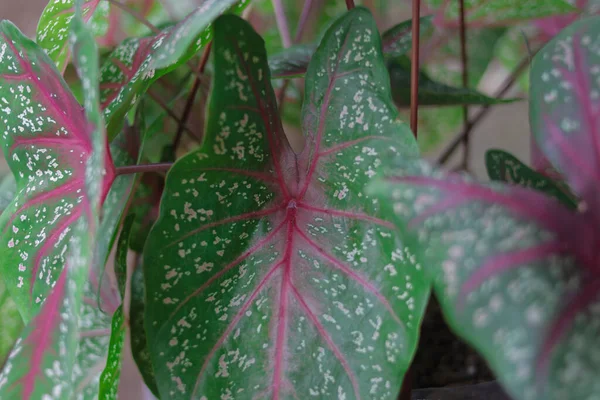 Yeşil Caladium Kırmızı Yıldızının Nın Kalbinin Yakın Görüntüsünü Bahçesinde Beyaz — Stok fotoğraf