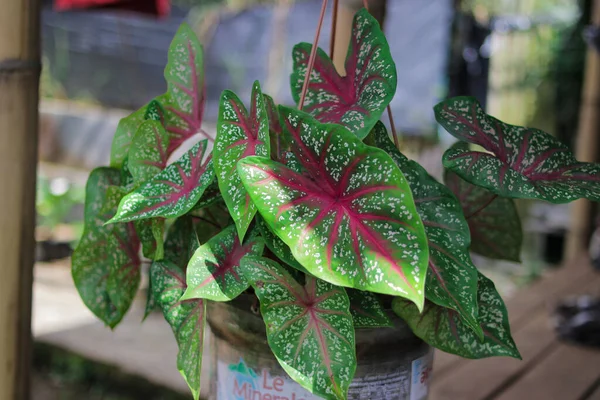 Yeşil Caladium Kırmızı Yıldızının Nın Kalbinin Yakın Görüntüsünü Bahçesinde Beyaz — Stok fotoğraf