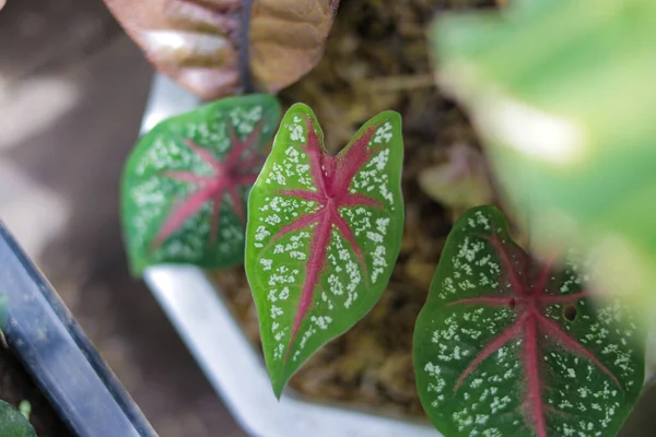 Yeşil Caladium Kırmızı Yıldızının Nın Kalbinin Yakın Görüntüsünü Bahçesinde Beyaz — Stok fotoğraf