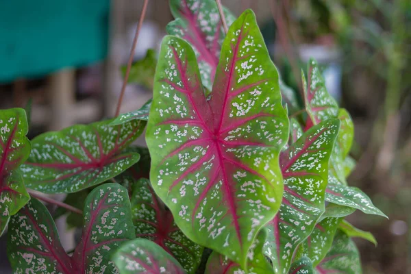 Yeşil Caladium Kırmızı Yıldızının Nın Kalbinin Yakın Görüntüsünü Bahçesinde Beyaz — Stok fotoğraf