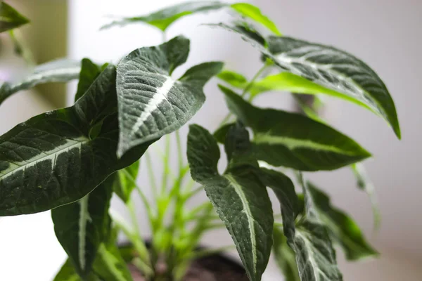 Keladi Wedlandi Caladium Kamerplant Witte Achtergrond Close Zicht Caladium Bladeren — Stockfoto