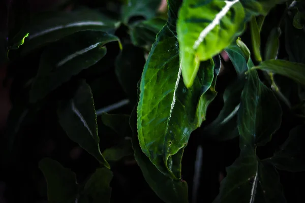 Keladi Wedlandi Caladium Zimmerpflanze Auf Weißem Hintergrund Nahaufnahme Der Caladiumblätter — Stockfoto