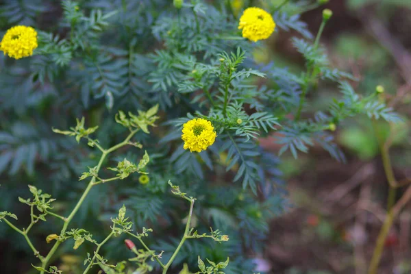 Beautiful yellow marigold flowers (Tagetes erecta, Mexican marigold, Aztec marigold, African marigold) with green leaves blooming in the garden. Yellow flower stock images.