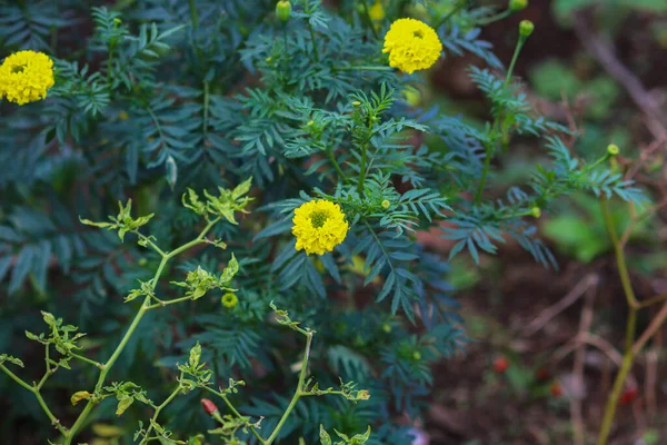 Beautiful yellow marigold flowers (Tagetes erecta, Mexican marigold, Aztec marigold, African marigold) with green leaves blooming in the garden. Yellow flower stock images.