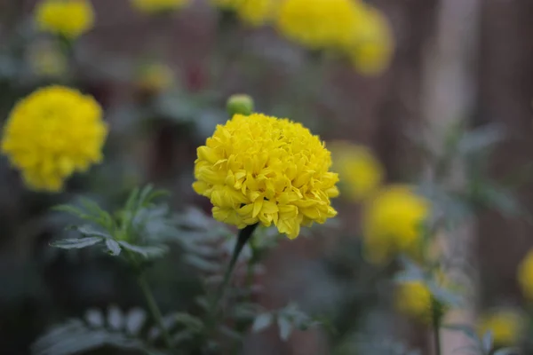Beautiful yellow marigold flowers (Tagetes erecta, Mexican marigold, Aztec marigold, African marigold) with green leaves blooming in the garden. Yellow flower stock images.