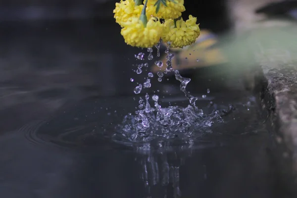 Bellissimo Fiore Calendula Con Spruzzi Acqua Fiore Calendula Chiamato Anche — Foto Stock