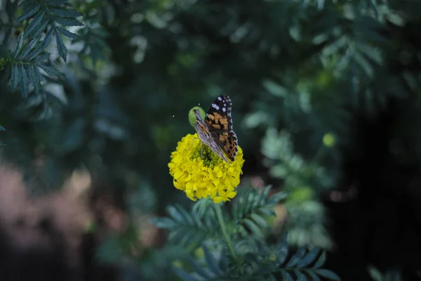 Beautiful Orange Butterfly Perch Yellow Marigold Flowers Backyard — Stock Photo, Image