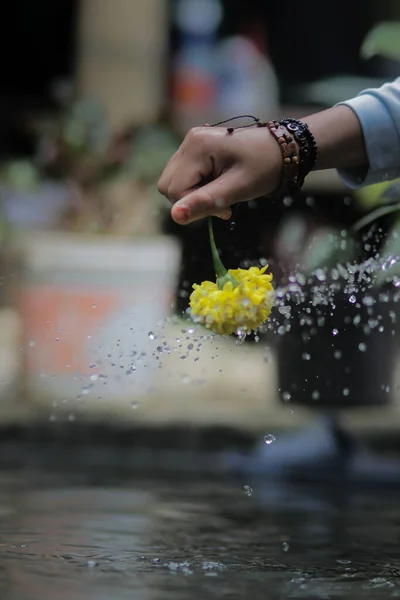 Bellissimo Fiore Calendula Giallo Portata Mano Con Spruzzi Acqua Che — Foto Stock