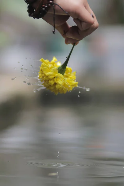 Schöne Gelbe Ringelblume Auf Der Hand Mit Wasser Spritzt Herum — Stockfoto