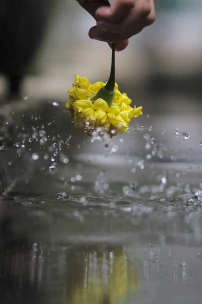 Prachtige Goudsbloem Met Waterspetters Goudsbloem Ook Wel Bekend Als Tagetes — Stockfoto