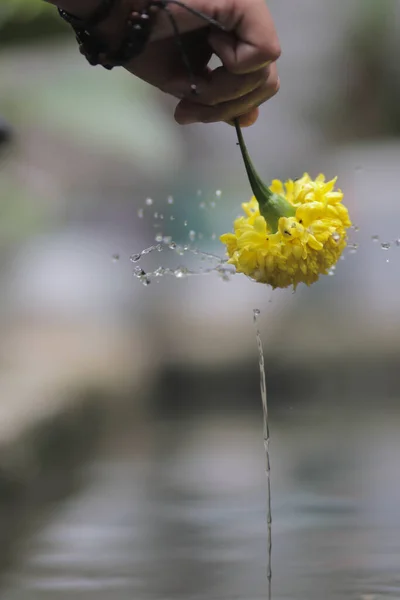 Linda Flor Calêndula Amarela Mão Com Respingo Água Girando Redor — Fotografia de Stock